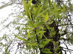 -白鹭湾湿地公园