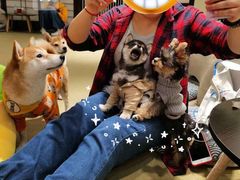 -逗柴咖啡屋·狗咖猫咖宠物桌游