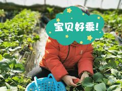 -大自然农场蔬菜草莓采摘园