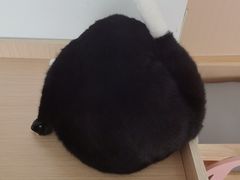 -鼓捣猫呢主题猫咖店