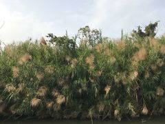 -大湾区中央湿地公园