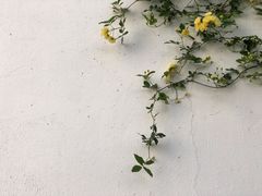 -青果巷历史文化街区