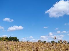 -鹦鹉洲湿地公园
