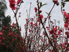 -南国桃园旅游度假区