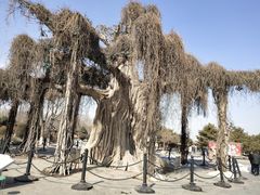 -石家庄市植物园