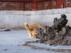 -故宫博物院(故宫)