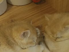 -猫十亿·布偶金渐层·曼基康矮脚猫舍(青年路店)