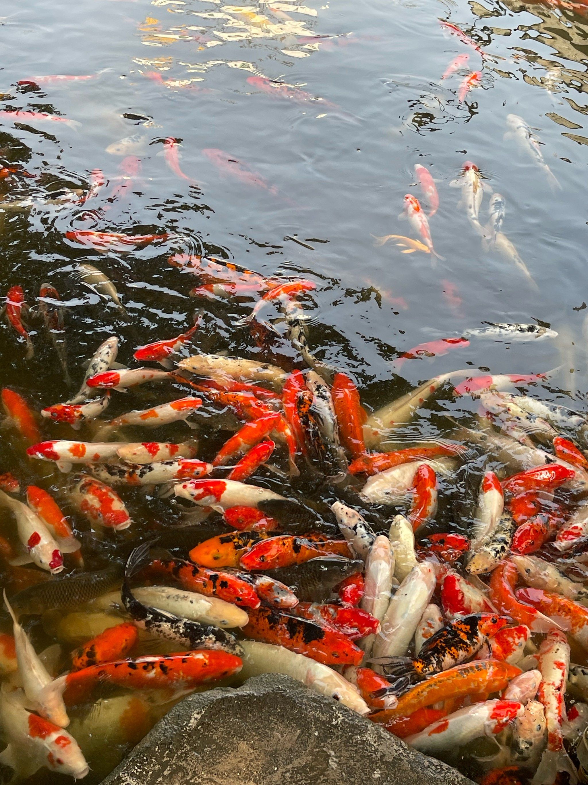 见者皆有喜事的锦鲤