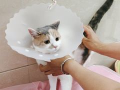 -北京观赏动物医院·24小时大型综合·猫专科·异宠专科