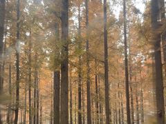 -黄海国家森林公园