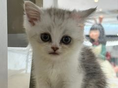 -COLOR PETS 撸猫馆·购猫·猫咖(长风大悦城店)