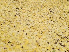-三里屯东五街银杏大道
