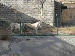 -新疆天山野生动物园