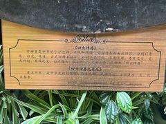 -花之城
