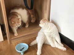 -滚猫咖啡·猫咖·猫友好撸猫(未来城店)
