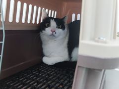 -汪喵宠物医院·骨科心脏影像·犬猫急重症ICU诊疗中心(成华分院)