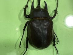 -上海大自然野生昆虫馆(东方明珠·爬宠昆虫探索中心)