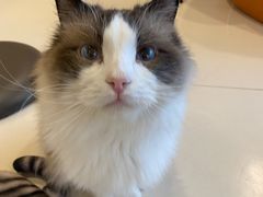 -飞行喵MR PILOT|猫舍·猫咖(静安大融城店)