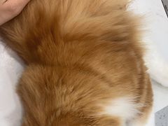 -喵园·猫主题咖啡厅·撸猫·猫咖(国贸店)