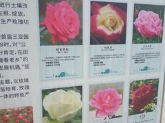 -亚龙湾国际玫瑰谷