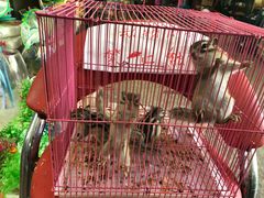 -双季花艺园艺市场(浦东店)
