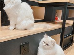 -瞄一喵猫咖(格力海岸店)