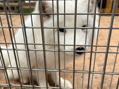 -宫城藏王狐狸村