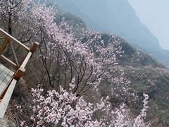 -大岭沟猕猴桃谷风景区