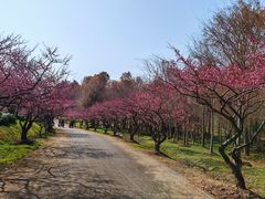 -上海海湾国家森林公园