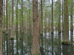 -渌洋湖湿地公园