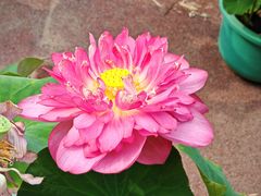 -莲花池公园