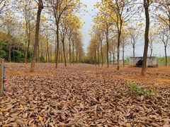 -天适樱花悠乐园