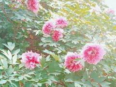 -洛阳市隋唐城遗址植物园