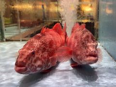 -阿伟海鲜楼·福建菜(延寿店)