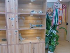 -猫十亿·布偶金渐层·曼基康矮脚猫舍(青年路店)