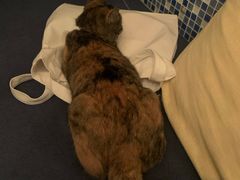 -Sirena海妖日咖夜酒