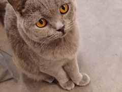 -飞行喵MR PILOT|猫舍·猫咖(静安大融城店)