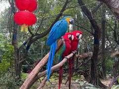 -广州长隆飞鸟乐园