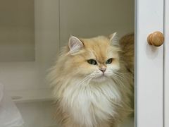 -青奢宠物·青奢猫舍