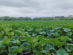 -大兴滨河森林公园