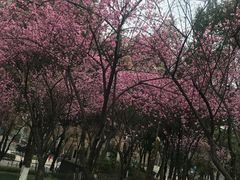 -重庆市江北嘴中央商务区中央公园