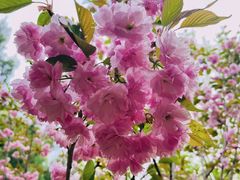 -长白岛森林公园