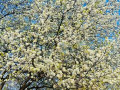 -盘龙城国家考古遗址公园