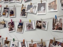 -瑞派康怡24h宠物医院·犬猫医疗中心·微创绝育(瑞景分院)