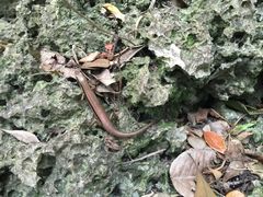 鹅銮鼻公园-鹅銮鼻公园