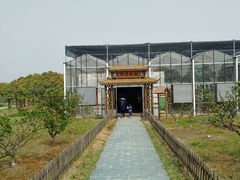 -上海都市菜园