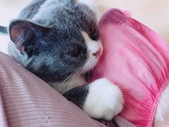 -李小姐の猫咖啡馆(五角场店)