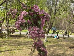 -长白岛森林公园