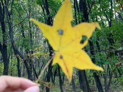 -帽儿山国家森林公园