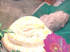 -上海大自然野生昆虫馆